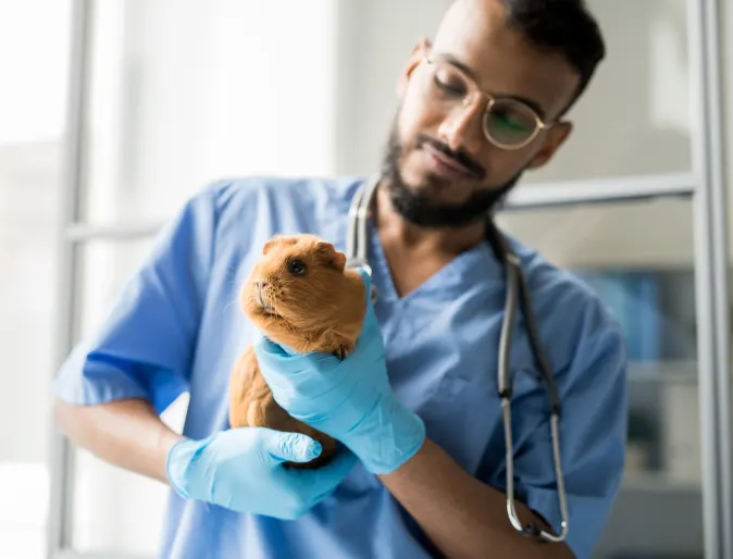 Man with gloves on holding guinea pig